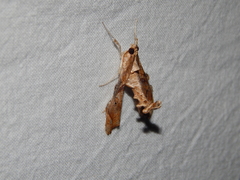 Terastia africana