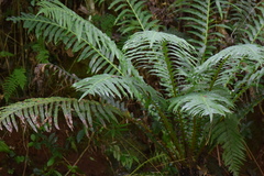 Blechnum brasiliense
