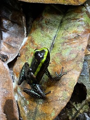 Phyllobates aurotaenia