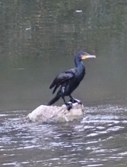 Phalacrocorax carbo