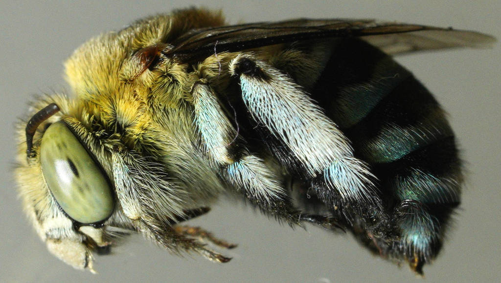 Amegilla chlorocyanea