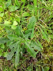 Leontodon saxatilis saxatilis