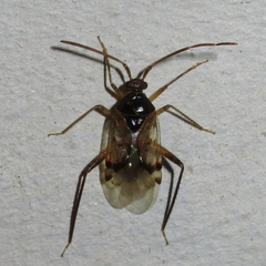Eustictus