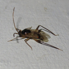 Eustictus