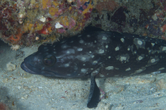 Epinephelus coeruleopunctatus