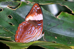 Adelpha boreas boreas
