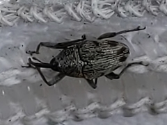 Geraeus penicillus