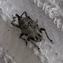 Geraeus penicillus