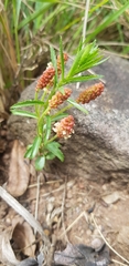 Acalypha peduncularis