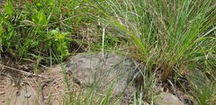 Acalypha peduncularis