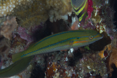 Stethojulis strigiventer