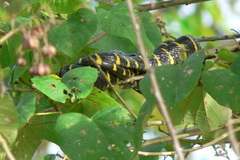 Boiga dendrophila