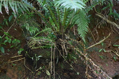 Blechnum brasiliense