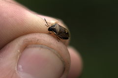 Rubiconia intermedia