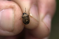 Rubiconia intermedia