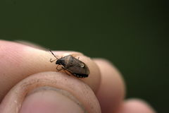 Rubiconia intermedia