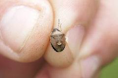 Rubiconia intermedia