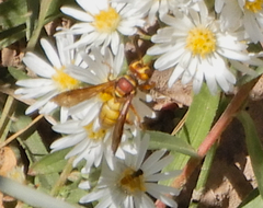 Eucerceris canaliculata