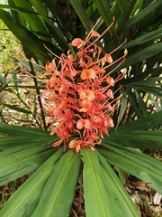 Hedychium gardnerianum