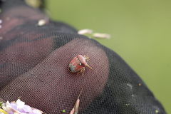 Stagonomus bipunctatus pusillus