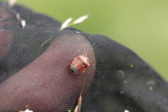 Stagonomus bipunctatus pusillus