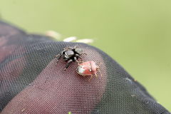 Stagonomus bipunctatus pusillus