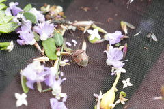 Stagonomus bipunctatus pusillus