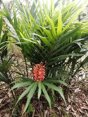 Hedychium gardnerianum