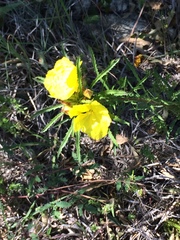 Oenothera berlandieri