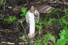 Phallus merulinus