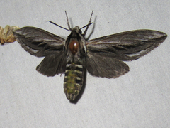 Sphinx vanbuskirki