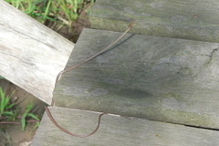 Dryophiops rubescens