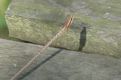 Dryophiops rubescens