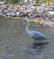 Ardea cinerea