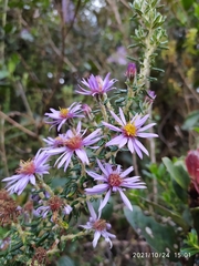 Diplostephium hartwegii