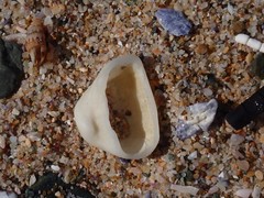 Striarca pisolina