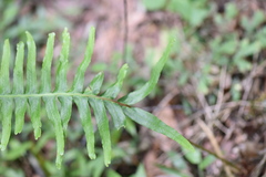 Blechnum brasiliense