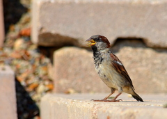 Passer domesticus