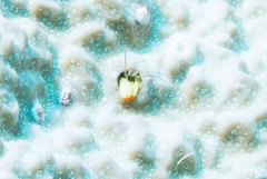 Paguritta corallicola