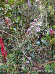 Diplostephium hartwegii