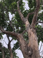 Pterocarpus violaceus