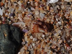 Pseudamycla dermestoidea