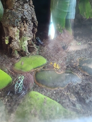 Dendrobates