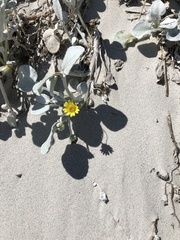 Arctotheca populifolia