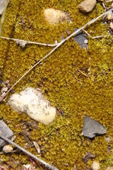 Trichostomum brachydontium