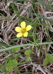 Oxalis conorrhiza