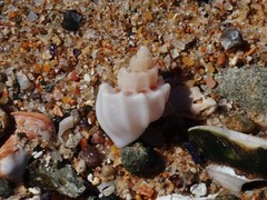 Trigonaphera vinnulum