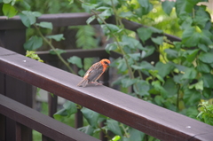 Foudia madagascariensis