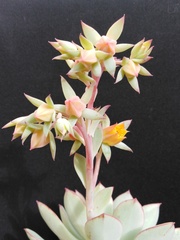 Echeveria derenbergii