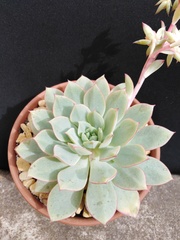 Echeveria derenbergii